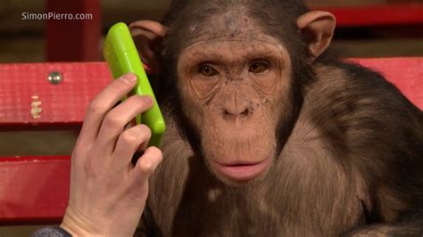 The magic of monkey reactions: A captivating study